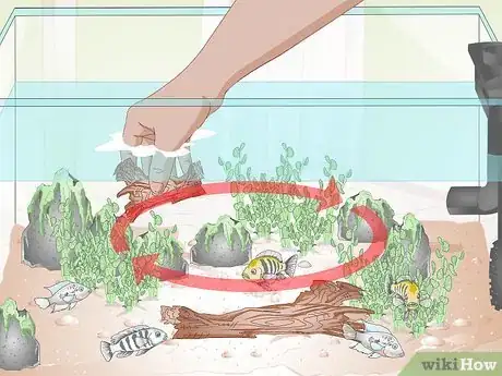 Image titled Buy Fish for an Aggressive Freshwater Aquarium Step 10