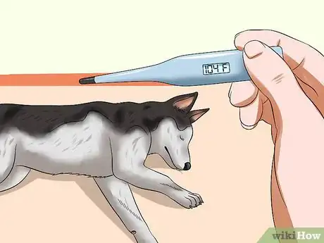 Image titled Treat Canine Infectious Hepatitis Step 1