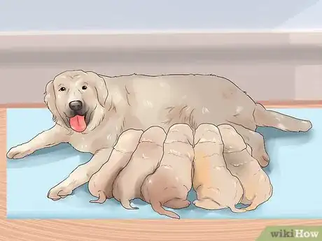 Image titled Know if Your Dog Is Healthy Enough to Breed Step 6