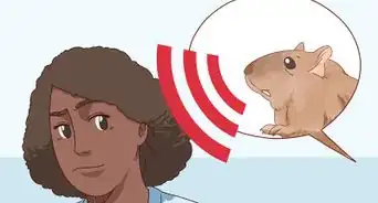 Keep a Gerbil Safe Around Other Pets