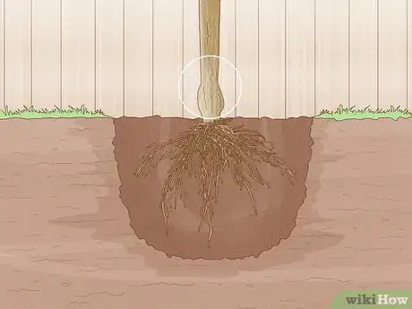 Image titled Grow Mandarin Trees Step 5