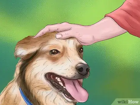 Image titled Build a Relationship With a Dog Step 9