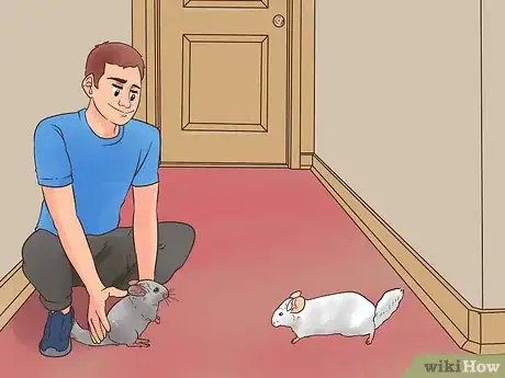 Image titled Keep Multiple Chinchillas Step 4