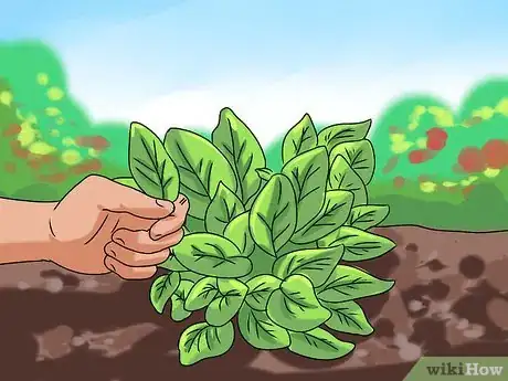 Image titled Grow Sorrel Step 11