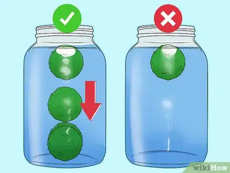 Image titled Care for Marimos Step 4