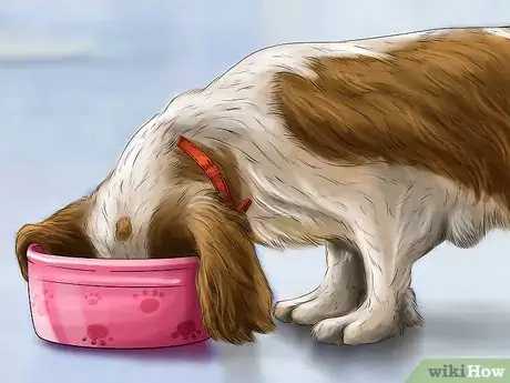 Image titled Treat Diarrhea and Constipation in Dogs and Cats Step 16