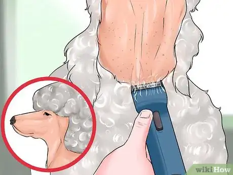 Image titled Do a Banded Dutch on a Poodle Step 3