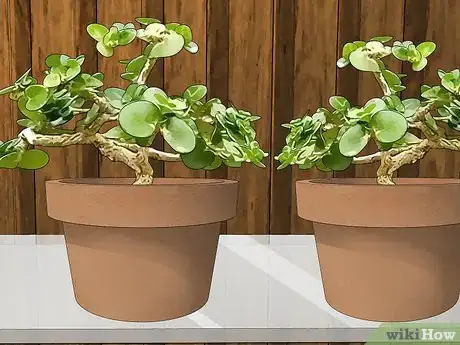 Image titled Decorate Glass Shelves Step 2