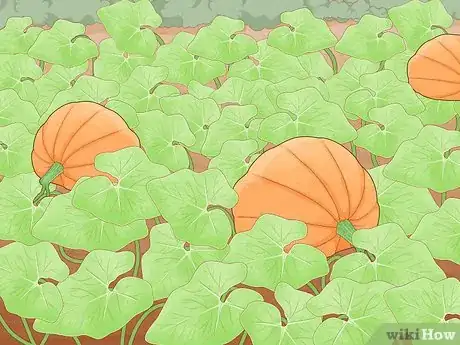 Image titled Grow Giant Vegetables Step 16