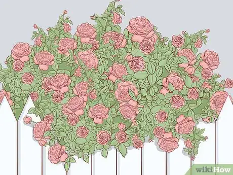 Image titled Buy Rose Bushes Step 6