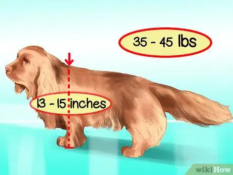 Image titled Identify a Sussex Spaniel Step 8
