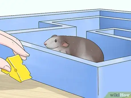 Image titled Keep a Pet Rat at a Healthy Weight Step 8