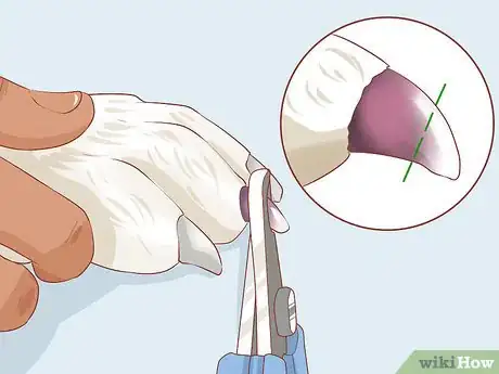 Image titled Groom Your Dog at Home Between Professional Groomings Step 9