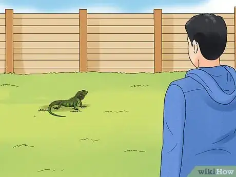 Image titled Let Your Green Iguana Free Roam Step 5