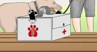 Treat Anaphylactic Shock in a Dog