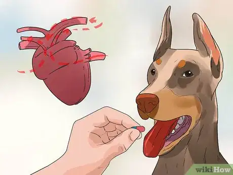 Image titled Treat Heart Conditions in Doberman Pinschers Step 2
