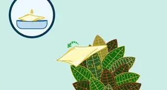 Care for a Croton Plant