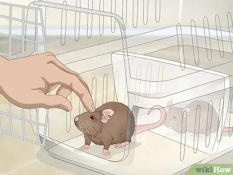 Image titled Keep a Pair of Pet Rats Step 4