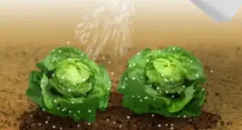 Grow Organic Lettuce