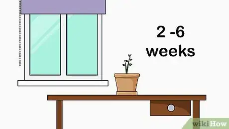 Image titled Plant Bush Lily Step 10