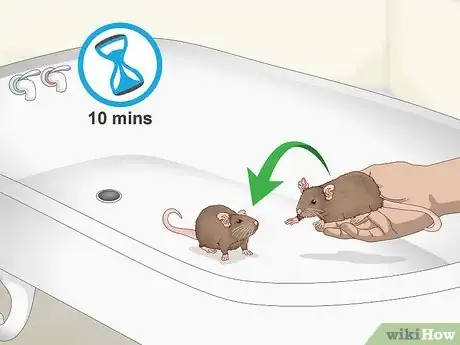 Image titled Keep a Pair of Pet Rats Step 7