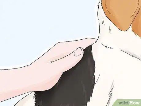 Image titled Identify a Parson Russell Terrier Step 6