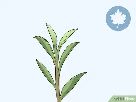 Image titled Take Hardwood Cuttings Step 1