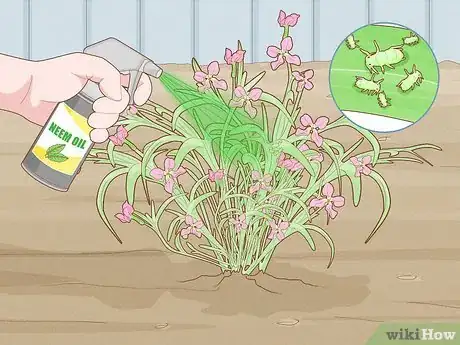 Image titled Grow Night Scented Stock Step 22