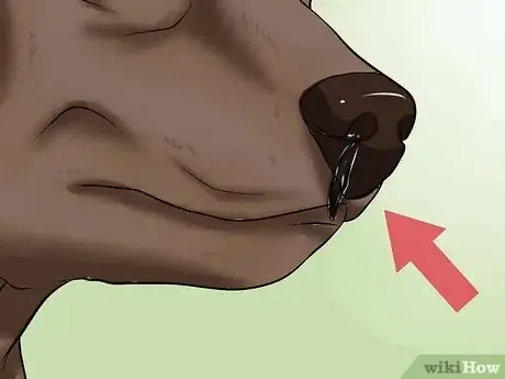Image titled Diagnose Dog Flu Step 2