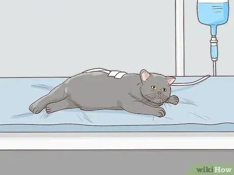 Image titled Handle Brachycephalic Airway Syndrome in Cats Step 3