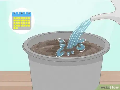 Image titled Grow Pawpaws Step 7