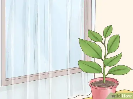 Image titled Grow a Rubber Tree Step 4