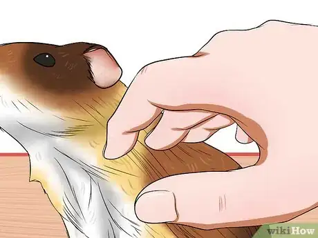Image titled Buy a Healthy Guinea Pig Step 2