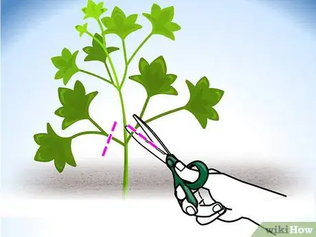 Image titled Grow Biennial Vegetables Step 10
