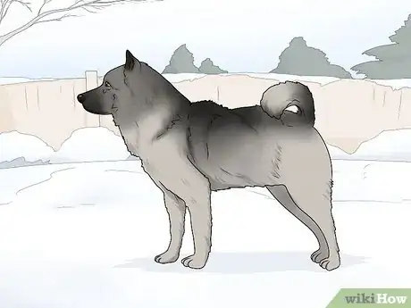Image titled Identify a Norwegian Elkhound Step 13