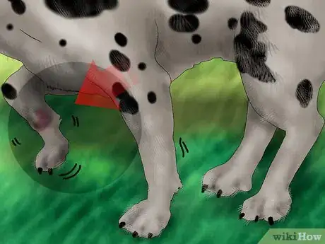 Image titled Splint a Dog's Leg Step 3