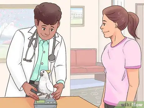Image titled Deal with Obesity in Cockatoos Step 6