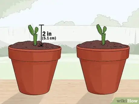 Image titled Plant a Christmas Cactus Step 15