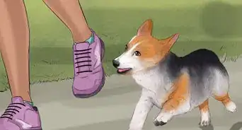 Rescue a Corgi