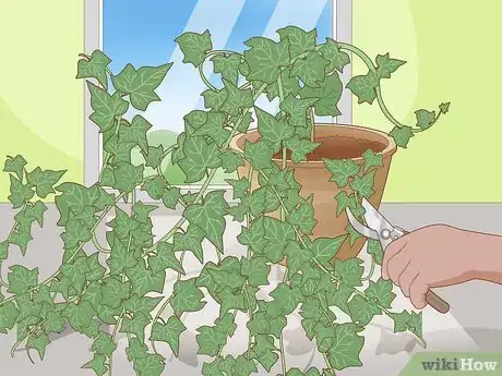 Image titled Keep an Ivy Plant Healthy Step 6
