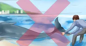 Care for a Beached Animal