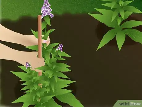 Image titled Grow Foxglove Step 9