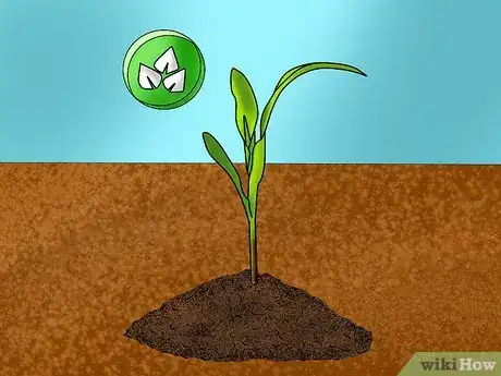 Image titled Grow and Harvest Glass Gem Corn Step 1