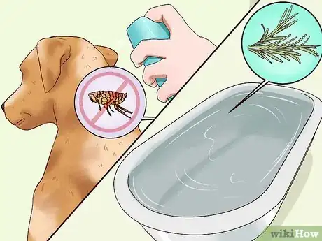 Image titled Diagnose and Treat Your Dog's Itchy Skin Problems Step 11