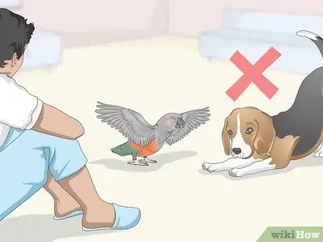 Image titled Know if a Red Bellied Parrot Is Right for You Step 11