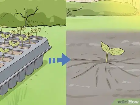 Image titled Plant Angel Trumpet Seeds Step 17