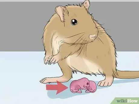 Image titled Spot and Treat Ovarian Cysts in Gerbils Step 6