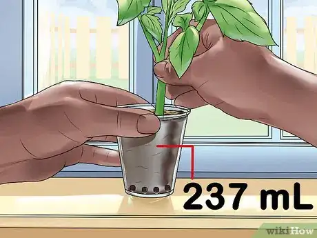 Image titled Root Tomato Suckers Step 6