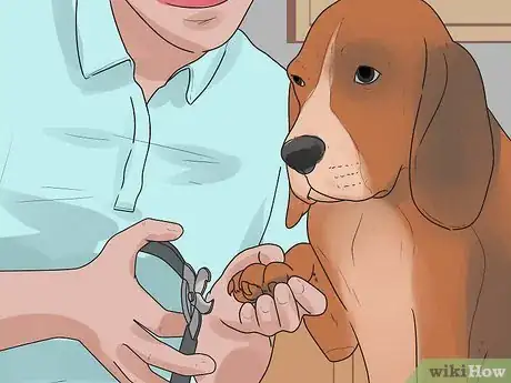 Image titled Care for Your Gun Dog Step 4