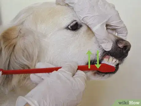 Image titled Diagnose Canine Periodontal Disease Step 10